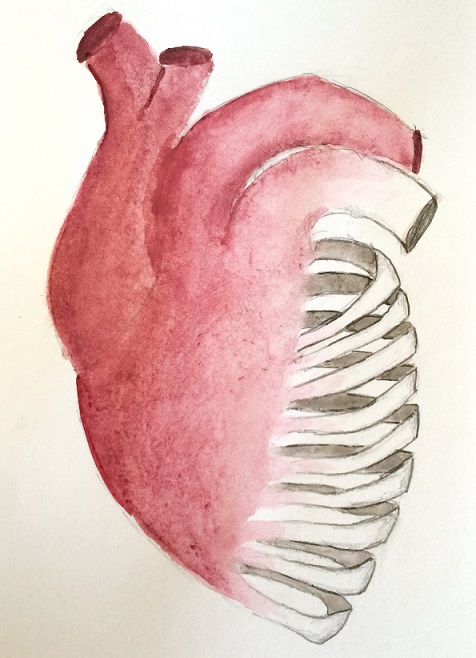 Heart: muscle that turns into bones